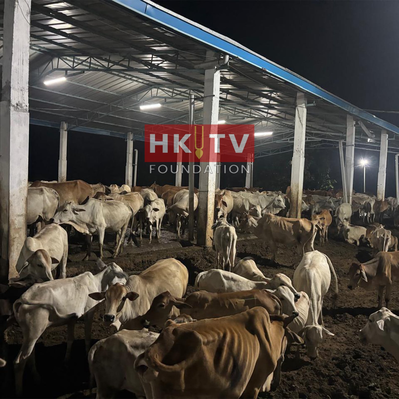 Cow Images 01 (1)-min