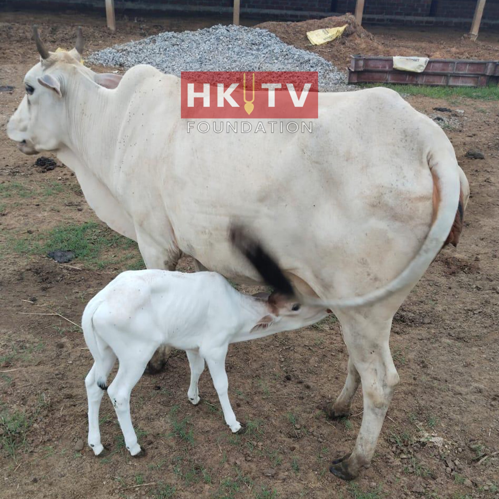 Cow Images 02 (1)-min