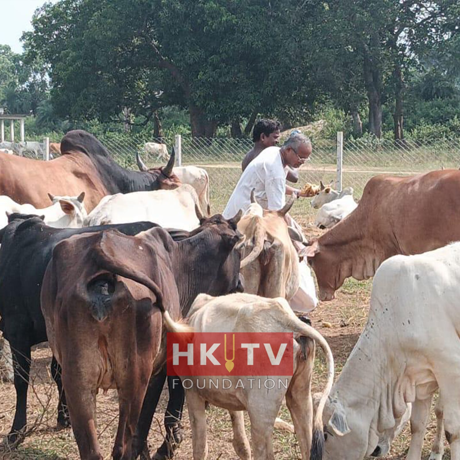 Cow Images 23 (1)-min